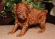 Poodle Puppies for sale in Amarillo, TX, USA. price: $500