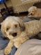 Poodle Puppies for sale in Jefferson Valley, NY 10535, USA. price: NA