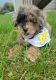 Poodle Puppies for sale in Hastings, MI 49058, USA. price: NA