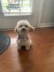 Poodle Puppies for sale in Albemarle, NC, USA. price: NA