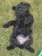 Poodle Puppies for sale in Casper, WY, USA. price: NA
