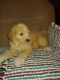 Poodle Puppies for sale in 56129 Van Dyke Ave, Shelby Township, MI 48316, USA. price: $250