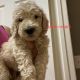 Poodle Puppies for sale in Fontana, CA, USA. price: $1,200