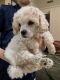 Poodle Puppies for sale in Queen Creek, AZ, USA. price: NA