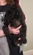 Poodle Puppies for sale in Omaha, NE, USA. price: NA