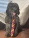 Poodle Puppies for sale in Chino Hills, CA, USA. price: NA