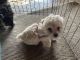 Poodle Puppies for sale in Abilene, TX, USA. price: NA