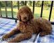 Poodle Puppies for sale in Pittsburgh, PA 15220, USA. price: NA