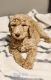 Poodle Puppies for sale in Attalla, AL, USA. price: $1,500