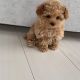 Poodle Puppies for sale in Union Square, New York, NY 10003, USA. price: $500