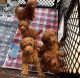 Poodle Puppies for sale in Louisville, KY, USA. price: $700