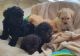 Poodle Puppies for sale in CA-99, Red Bluff, CA, USA. price: NA