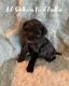 Poodle Puppies for sale in Magnolia, TX, USA. price: $1,250