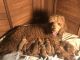 Poodle Puppies for sale in Denver, CO, USA. price: NA