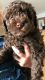 Poodle Puppies for sale in Modesto, CA, USA. price: $2,800