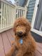 Poodle Puppies for sale in Methuen, MA 01844, USA. price: NA