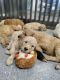 Poodle Puppies for sale in Detroit, MI, USA. price: $3,500
