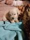 Poodle Puppies for sale in Garden Grove, CA, USA. price: $400