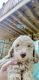 Poodle Puppies for sale in Attalla, AL, USA. price: NA