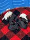 Poodle Puppies for sale in Jensen Beach, FL 34957, USA. price: NA