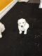 Poodle Puppies for sale in Punta Gorda, FL, USA. price: NA