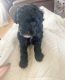 Poodle Puppies for sale in Montevallo, AL 35115, USA. price: $1