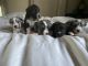 Poodle Puppies for sale in Pomona, CA, USA. price: NA