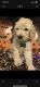 Poodle Puppies for sale in Lawrence, KS, USA. price: $1