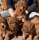 Poodle Puppies for sale in 7182 Wellington Ct, Hudson, OH 44236, USA. price: NA
