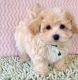 Poodle Puppies for sale in 8424 Ranch Hand Trail, Fort Worth, TX 76131, USA. price: $900