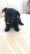Poodle Puppies for sale in Jurupa Valley, CA 91752, USA. price: NA