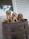 Poodle Puppies for sale in Grabill, IN 46741, USA. price: NA