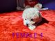 Poodle Puppies for sale in Waco, TX, USA. price: $1,100