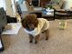 Poodle Puppies for sale in VA-419, Cave Spring, VA, USA. price: NA