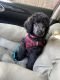 Poodle Puppies for sale in Mastic, NY, USA. price: $2,600
