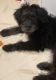 Poodle Puppies for sale in Brooklyn Park, MD, USA. price: $300