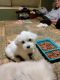 Poodle Puppies for sale in Garden Grove, CA, USA. price: $400