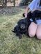 Poodle Puppies for sale in Heritage Pointe, AB T0L 0X0, Canada. price: $2,500