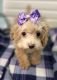 Poodle Puppies for sale in Cincinnati, OH, USA. price: NA