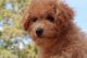 Poodle Puppies for sale in Nashville, TN, USA. price: $2,800