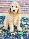 Poodle Puppies for sale in Ballwin, MO, USA. price: NA