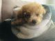 Poodle Puppies for sale in Bakersfield, CA, USA. price: $3,000