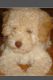 Poodle Puppies for sale in Phoenix, AZ, USA. price: $850