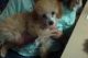 Poodle Puppies for sale in Pasco County, FL, USA. price: NA