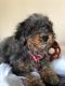 Poodle Puppies for sale in Lakeland, FL, USA. price: NA