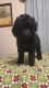Poodle Puppies for sale in Freeport, TX 77541, USA. price: NA
