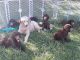 Poodle Puppies for sale in Aiken, SC, USA. price: NA