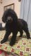 Poodle Puppies for sale in Freeport, TX 77541, USA. price: NA