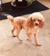 Poodle Puppies for sale in Aurora, CO, USA. price: NA