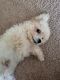 Poodle Puppies for sale in Michigan City, IN, USA. price: NA
